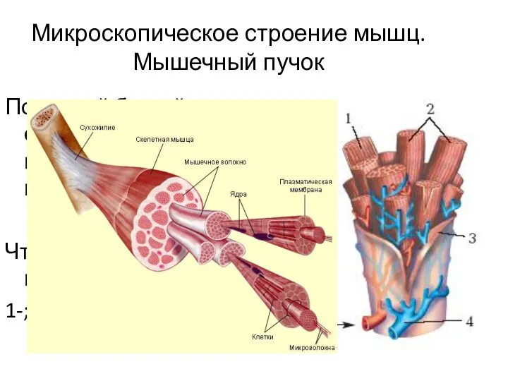 Микроскопическое строение мышц. Мышечный пучок Под какой буквой обозначены гладкая и поперечнополосатая мускулатура?
