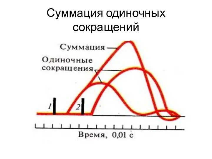 Суммация одиночных сокращений