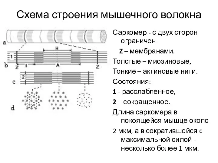 Схема строения мышечного волокна Саркомер - с двух сторон ограничен Z – мембранами.