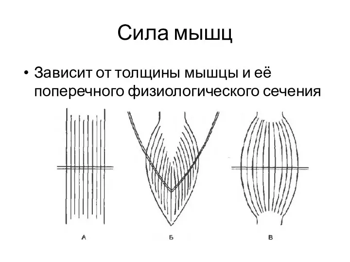 Сила мышц Зависит от толщины мышцы и её поперечного физиологического сечения