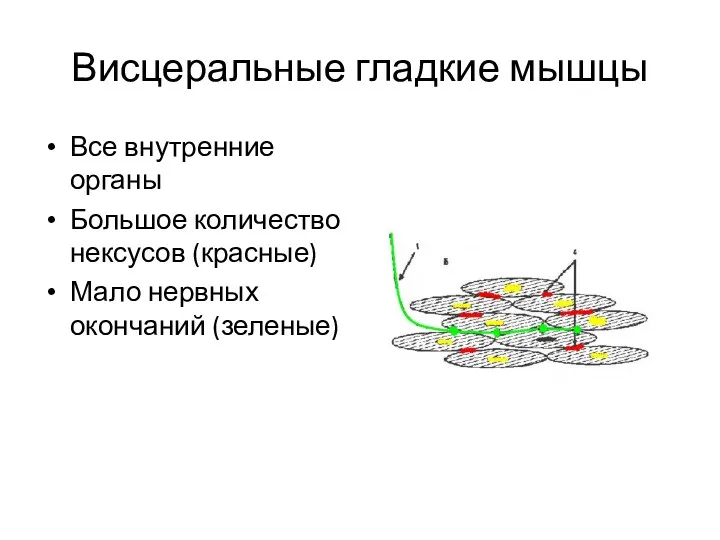 Висцеральные гладкие мышцы Все внутренние органы Большое количество нексусов (красные) Мало нервных окончаний (зеленые)