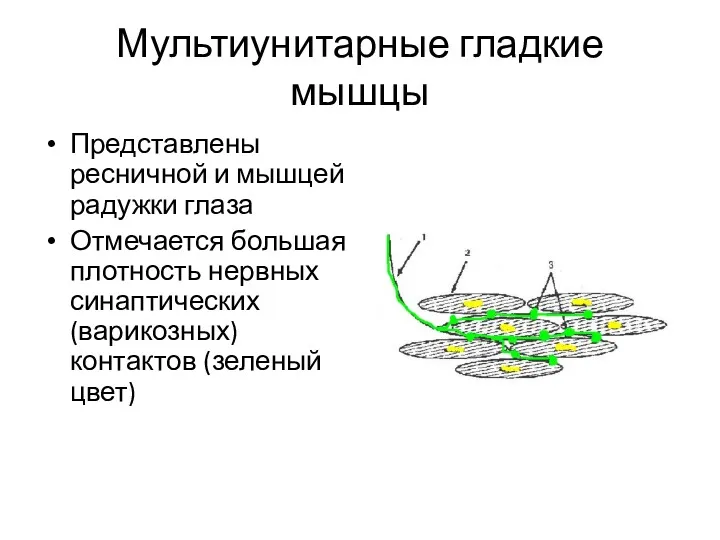 Мультиунитарные гладкие мышцы Представлены ресничной и мышцей радужки глаза Отмечается большая плотность нервных