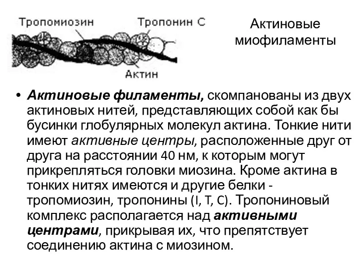 Актиновые миофиламенты Актиновые филаменты, скомпанованы из двух актиновых нитей, представляющих собой как бы