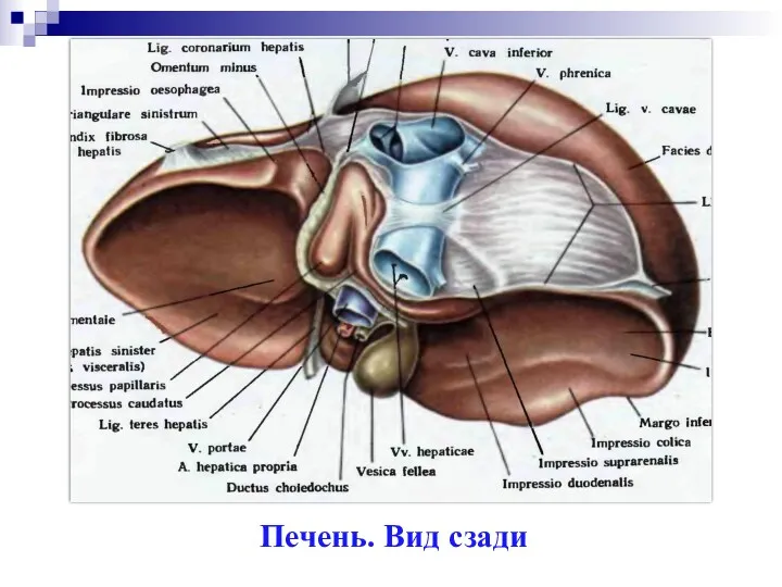 Печень. Вид сзади