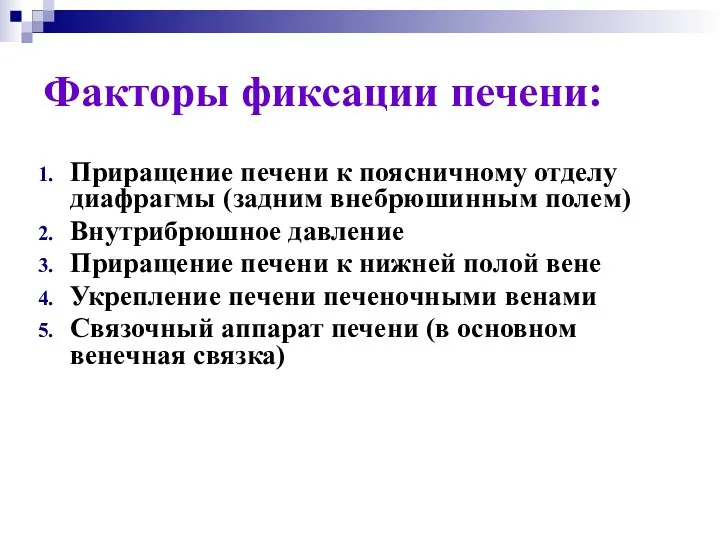 Факторы фиксации печени: Приращение печени к поясничному отделу диафрагмы (задним