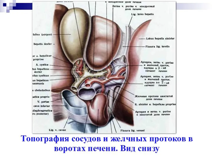Топография сосудов и желчных протоков в воротах печени. Вид снизу