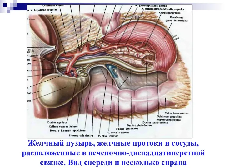 Желчный пузырь, желчные протоки и сосуды, расположенные в печеночно-двенадцатиперстной связке. Вид спереди и несколько справа