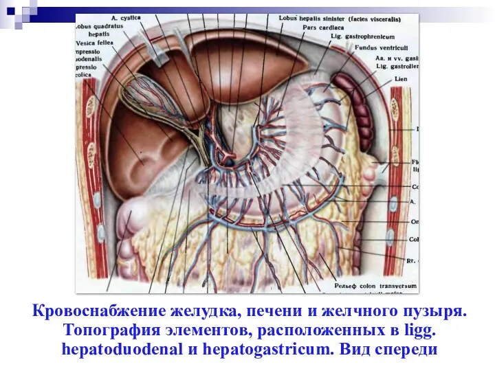 Кровоснабжение желудка, печени и желчного пузыря. Топография элементов, расположенных в ligg. hepatoduodenal и hepatogastricum. Вид спереди