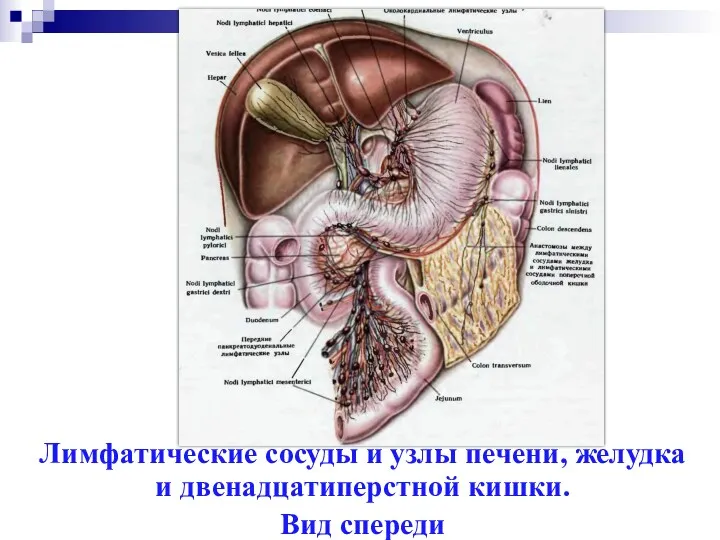 Лимфатические сосуды и узлы печени, желудка и двенадцатиперстной кишки. Вид спереди