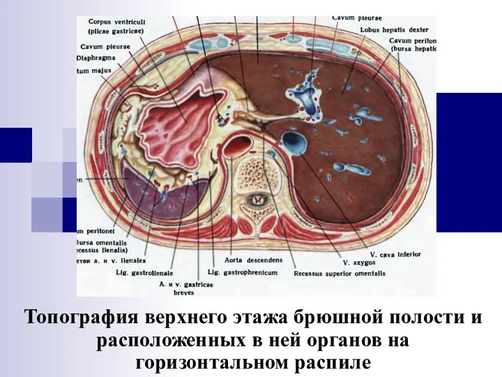 Топография верхнего этажа брюшной полости и расположенных в ней органов на горизонтальном распиле