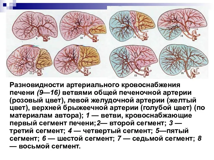 Разновидности артериального кровоснабжения печени (9—16) ветвями общей печеночной артерии (розовый