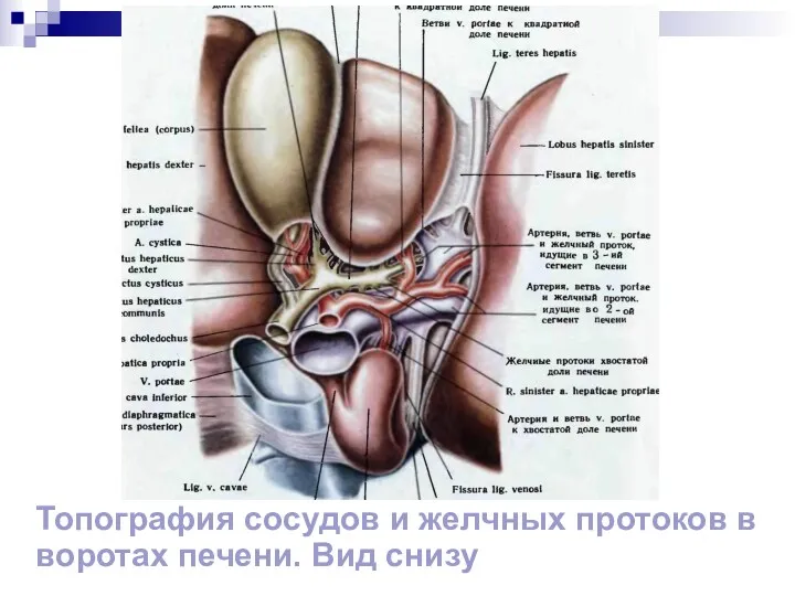 Топография сосудов и желчных протоков в воротах печени. Вид снизу