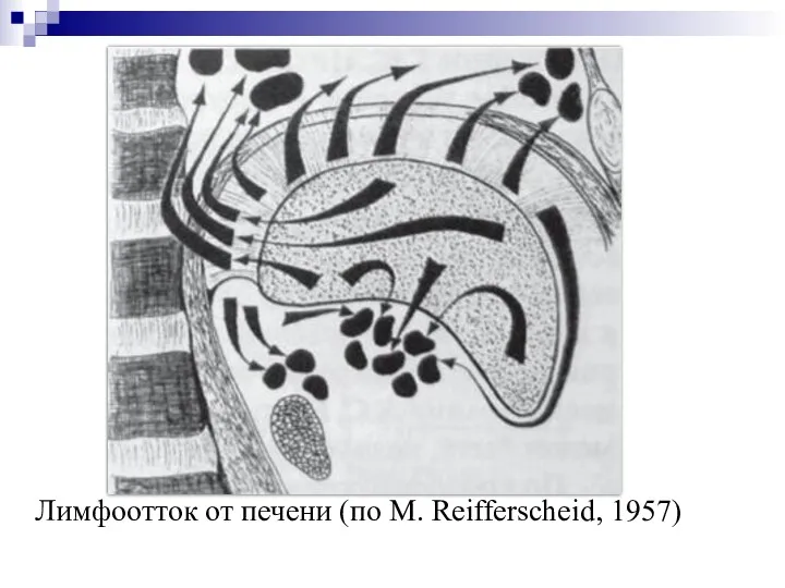 Лимфоотток от печени (по М. Reifferscheid, 1957)