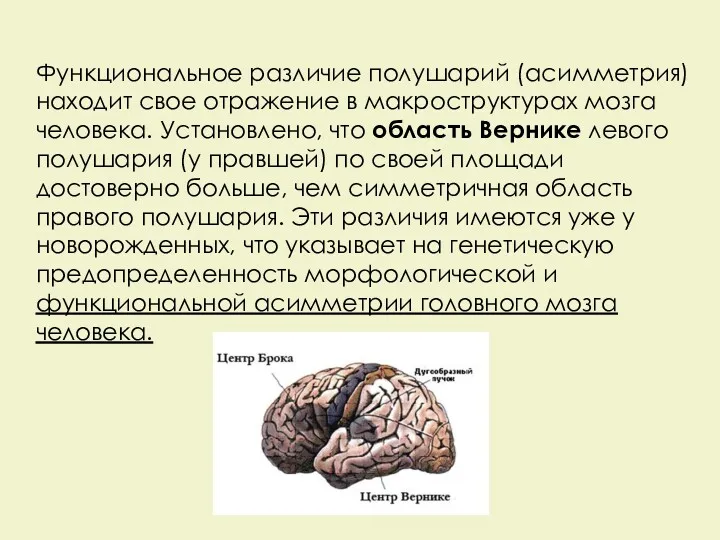 Функциональное различие полушарий (асимметрия) находит свое отражение в макроструктурах мозга