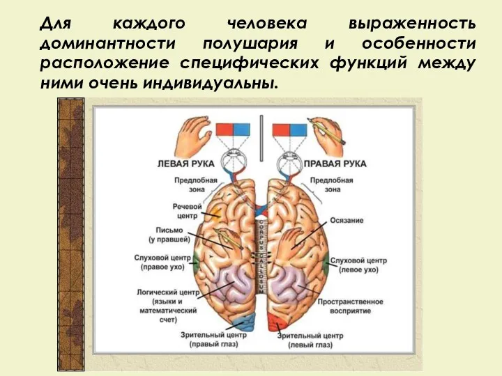 Для каждого человека выраженность доминантности полушария и особенности расположение специфических функций между ними очень индивидуальны.