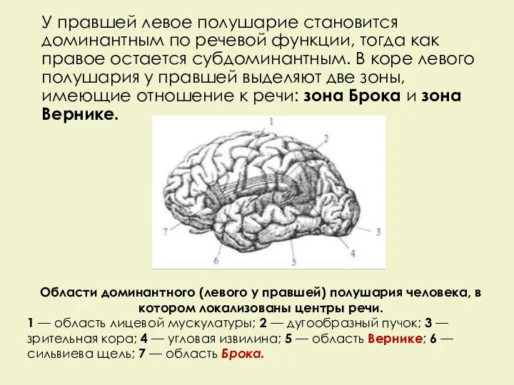 У правшей левое полушарие становится доминантным по речевой функции, тогда