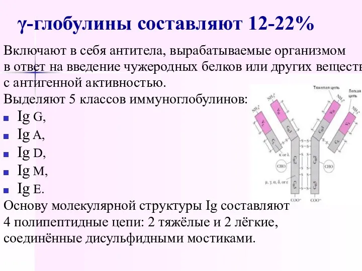 γ-глобулины составляют 12-22% Включают в себя антитела, вырабатываемые организмом в