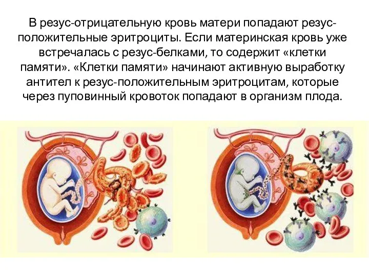 В резус-отрицательную кровь матери попадают резус-положительные эритроциты. Если материнская кровь