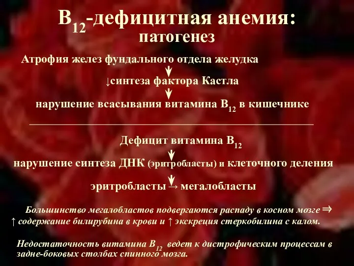 В12-дефицитная анемия: патогенез Атрофия желез фундального отдела желудка ↓синтеза фактора