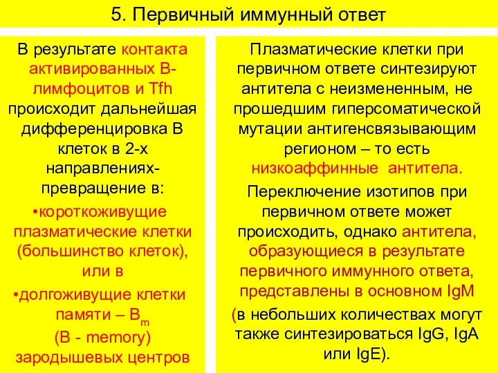 5. Первичный иммунный ответ В результате контакта активированных В-лимфоцитов и