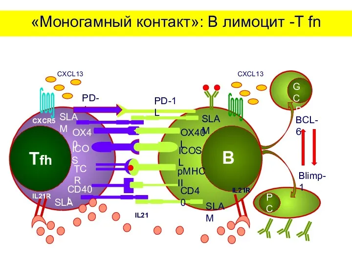 «Моногамный контакт»: В лимоцит -T fn IL21R IL21 IL21R CXCR5 CXCL13 CXCL13 PD-1 PD-1L