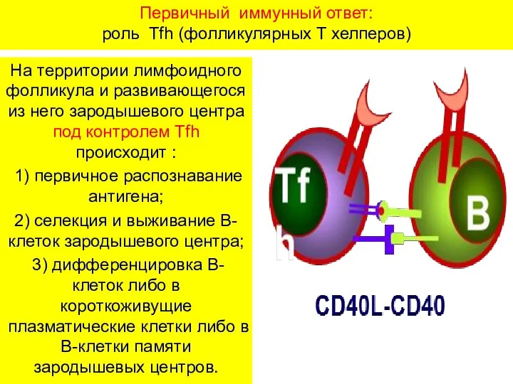 Первичный иммунный ответ: роль Tfh (фолликулярных Т хелперов) На территории