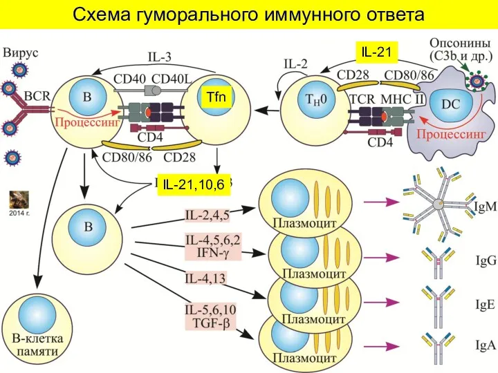 Схема гуморального иммунного ответа Tfn IL-21,10,6 IL-21