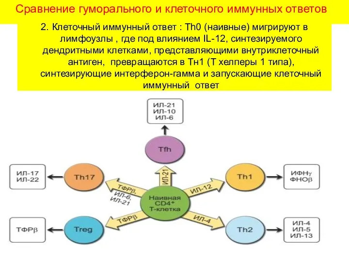 Сравнение гуморального и клеточного иммунных ответов 2. Клеточный иммунный ответ