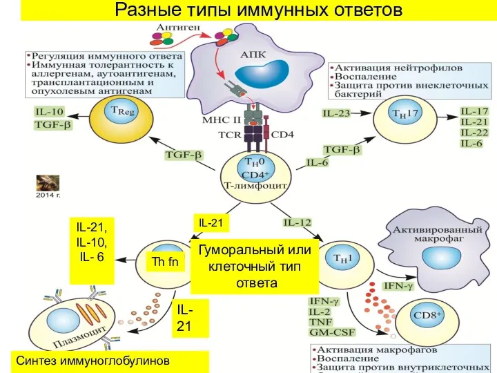 Разные типы иммунных ответов Th fn IL- 21 IL-21, IL-10,