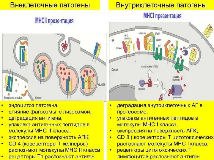 Внеклеточные патогены Внутриклеточные патогены эндоцитоз патогена, слияние фагосомы с лизосомой,