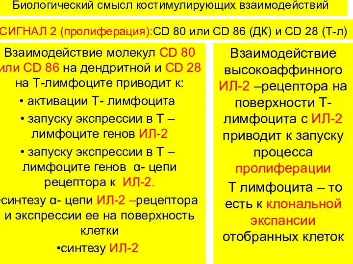 Биологический смысл костимулирующих взаимодействий СИГНАЛ 2 (пролиферация):CD 80 или CD