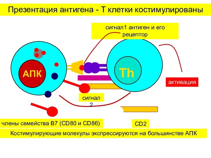 Презентация антигена - T клетки костимулированы Костимулирующие молекулы экспрессируются на большинстве АПК