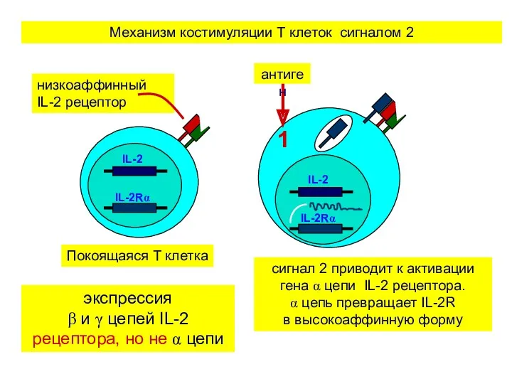 экспрессия β и γ цепей IL-2 рецептора, но не α