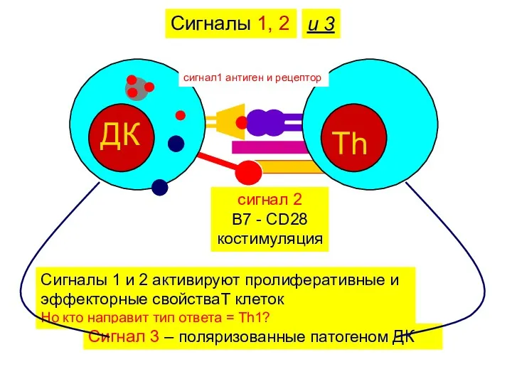 Сигналы 1, 2 сигнал1 антиген и рецептор сигнал 2 B7