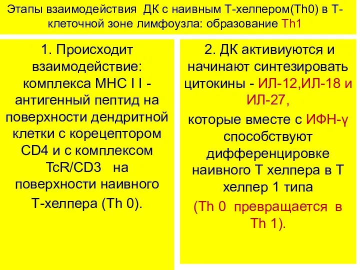 Этапы взаимодействия ДК с наивным Т-хелпером(Th0) в Т-клеточной зоне лимфоузла: