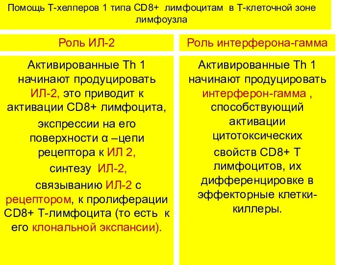 Помощь Т-хелперов 1 типа CD8+ лимфоцитам в Т-клеточной зоне лимфоузла