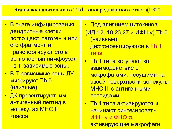 Этапы воспалительного T h1 –опосредованного ответа(ГЗТ) В очаге инфицирования дендритные