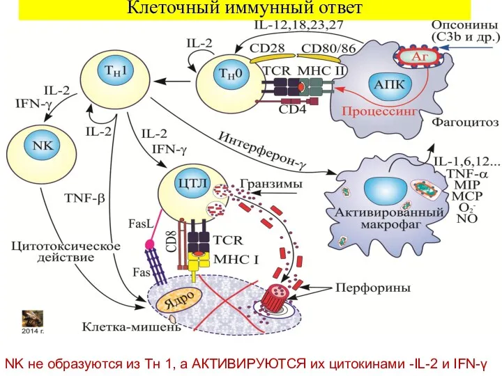 Клеточный иммунный ответ NK не образуются из Tн 1, а АКТИВИРУЮТСЯ их цитокинами -IL-2 и IFN-γ