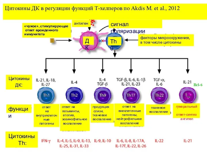 Цитокины ДК в регуляции функций Т-хелперов по Akdis M. et