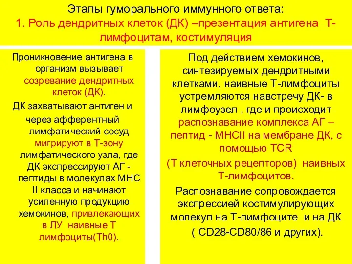 Этапы гуморального иммунного ответа: 1. Роль дендритных клеток (ДК) –презентация