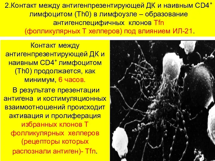 2.Контакт между антигенпрезентирующей ДК и наивным CD4+ лимфоцитом (Th0) в