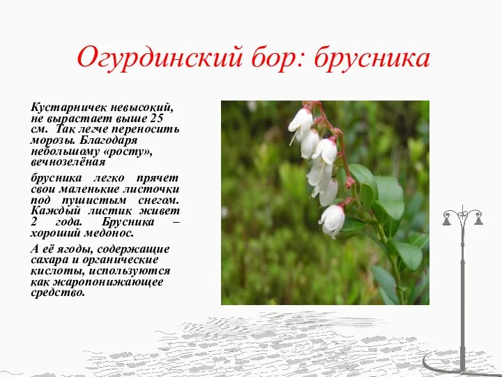 Огурдинский бор: брусника Кустарничек невысокий, не вырастает выше 25 см.