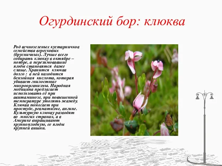 Огурдинский бор: клюква Род вечнозеленых кустарничков семейства вересковых (брусничных). Лучше