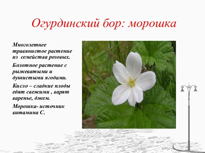 Огурдинский бор: морошка Многолетнее травянистое растение из семейства розовых. Болотное