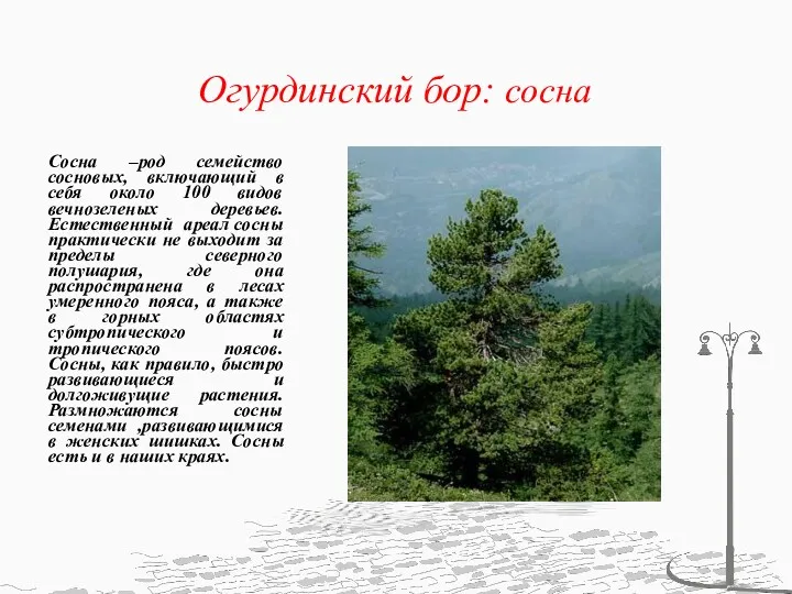 Огурдинский бор: cосна Сосна –род семейство сосновых, включающий в себя