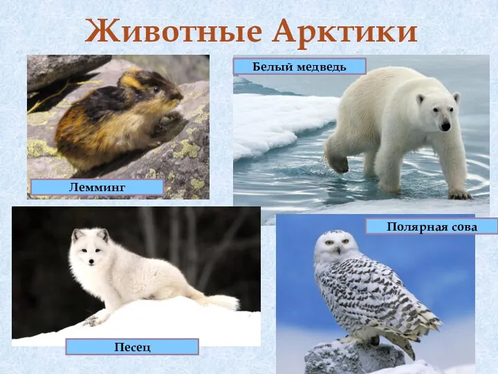 Животные Арктики Песец Лемминг Белый медведь Полярная сова