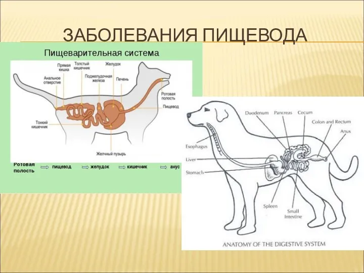 ЗАБОЛЕВАНИЯ ПИЩЕВОДА