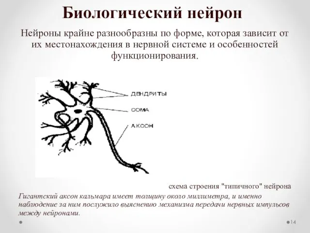 Биологический нейрон Нейроны крайне разнообразны по форме, которая зависит от
