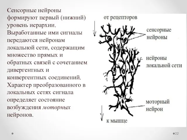 Сенсорные нейроны формируют первый (нижний) уровень иерархии. Выработанные ими сигналы