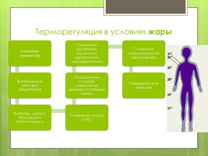 Терморегуляция в условиях жары